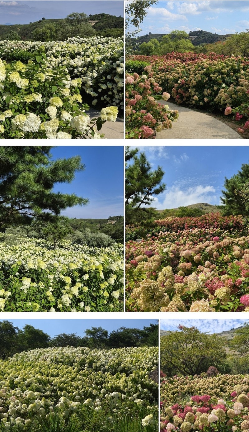 [경남 가볼만한곳] 황매산 목수국 실시간 개화상태 9.13 방문| 핑크빛으로 물든 현재 풍경 (주....