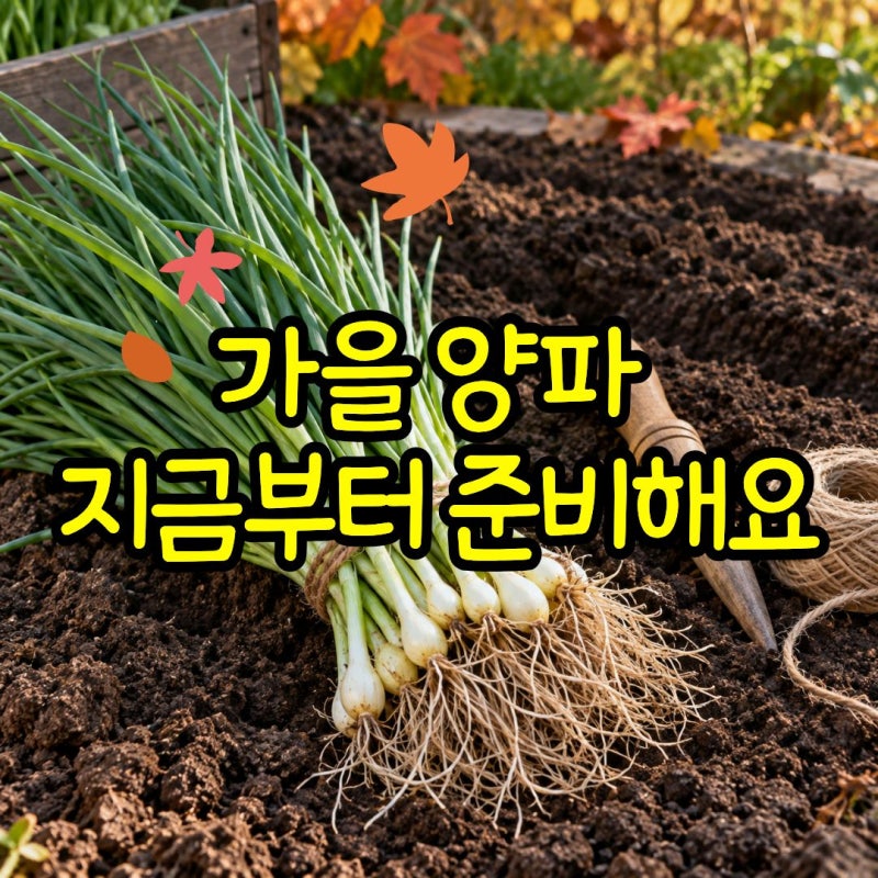 양파심는시기 방법 남부지방 가을 양파모종 심는법