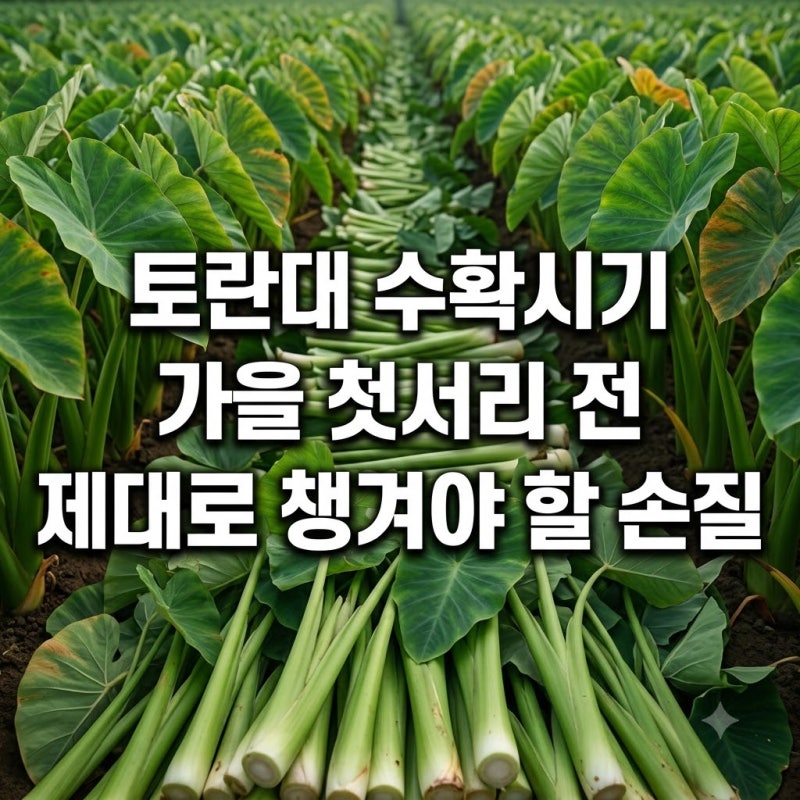토란대 수확시기 가을 첫서리 전 제대로 챙겨야 할 손질 비결