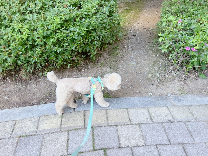강아지꿈 해몽 개꿈 상황별 의미 11가지
