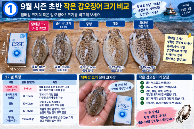 시즌 초반 담배갑 크기 갑오징어 손질법
