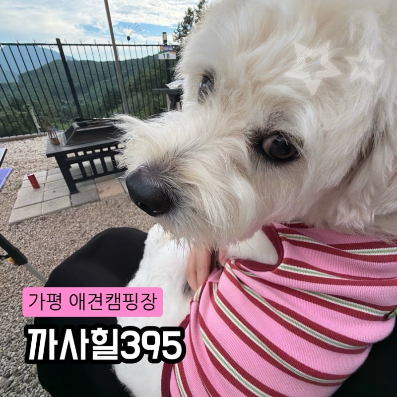 가평 애견캠핑장 까사힐395 프라이빗 울타리 개별화장실 솔직후기