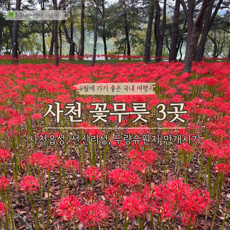 경남 사천 꽃무릇 숨은 명소 3곳 사천읍성 선진리성 두량유원지 만개시기
