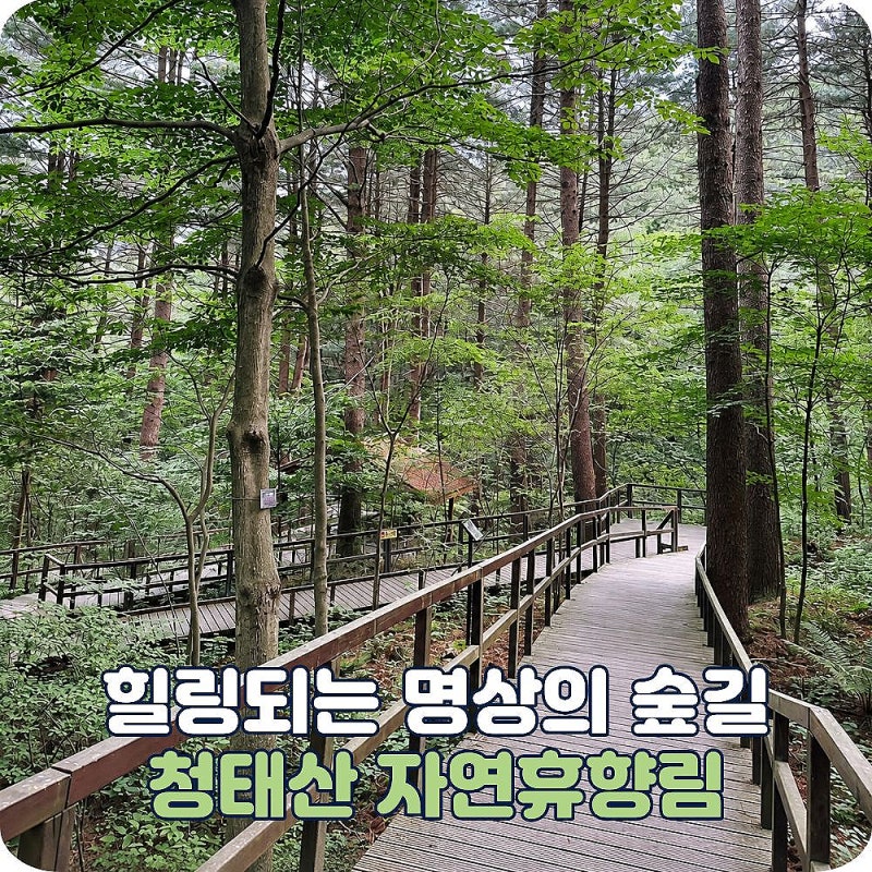 국립 청태산자연휴양림 데크로드, 340m의 짧지만 힐링되는 숲길