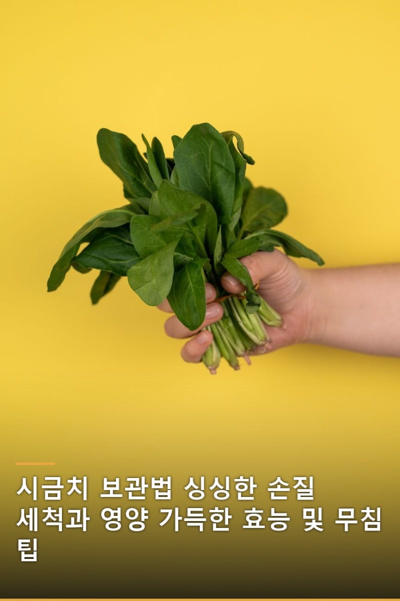 시금치 보관법 싱싱한 손질 세척과 영양 가득한 효능 및 무침 팁