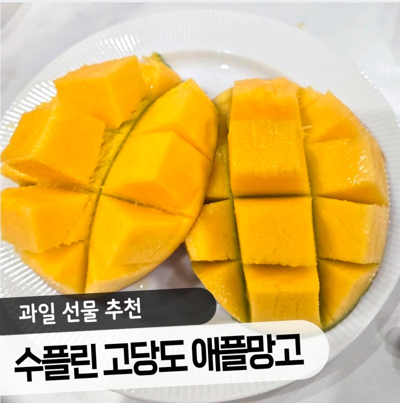 과일 선물 매번 실패하셨나요? 수플린 애플망고 직접 먹어보고 추천하는 이유