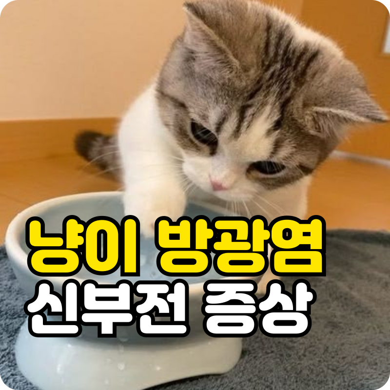 고양이 방광염 신부전증상 눈치챘을 때 이미 늦었다? 집사들이 꼭 알아야 할 골든타임