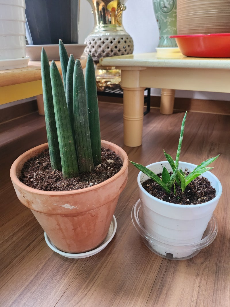스투키키우기 다육식물 모체 새순 자구 삽목 분갈이