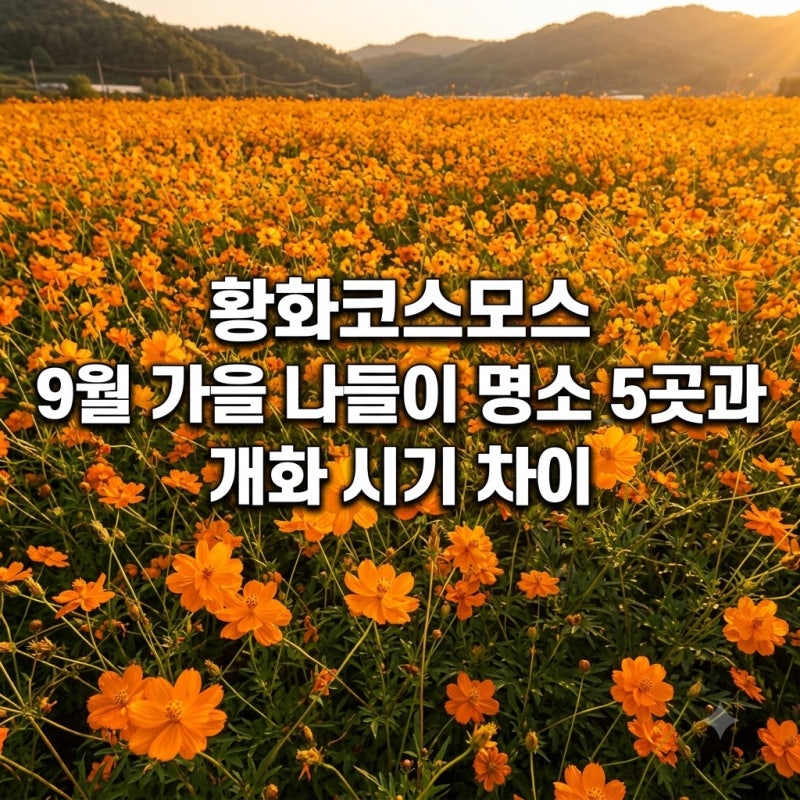 황화코스모스 9월 가을 나들이 명소 5곳과 개화 시기 차이