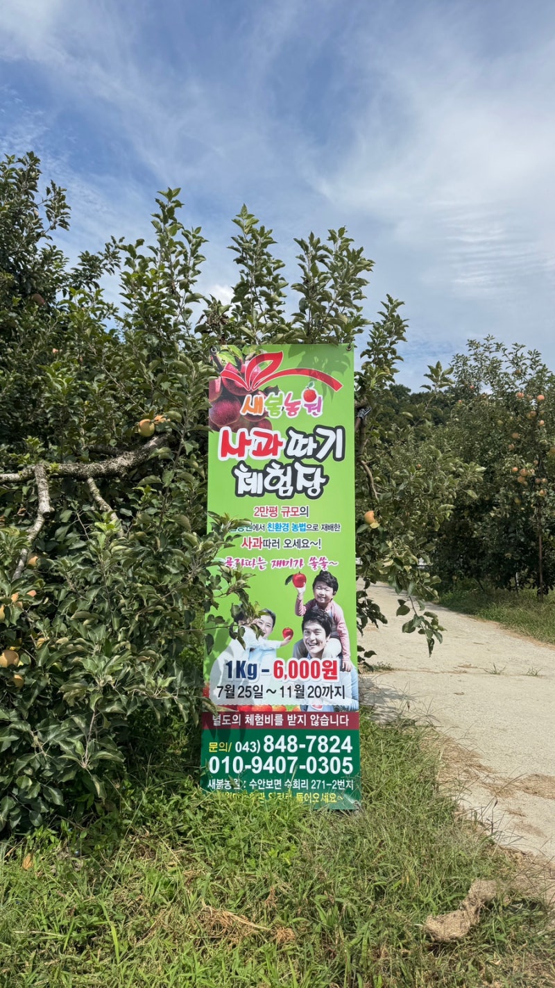 충주 사과따기 체험, '새봄농원'에서 가을을 맛보다!
