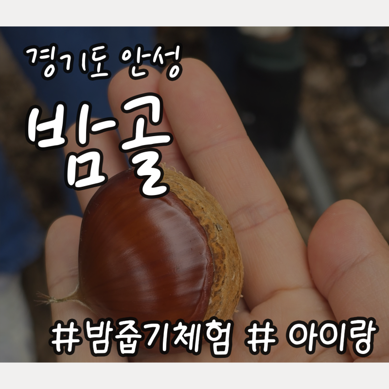 [경기도안성] 밤골 / 어린이랑 밤줍기체험, 안성가볼만한곳, 가을체험농장, 가족체험, 아이랑....