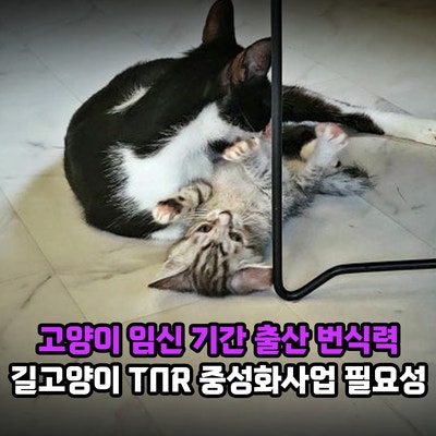 고양이 임신 기간과 출산 번식력 특징은? 길고양이 TNR 중성화사업 필요성