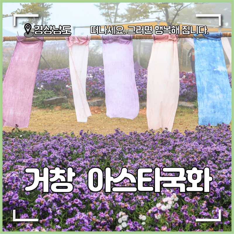 거창 가볼만한곳 감악산 아스타국화 축제