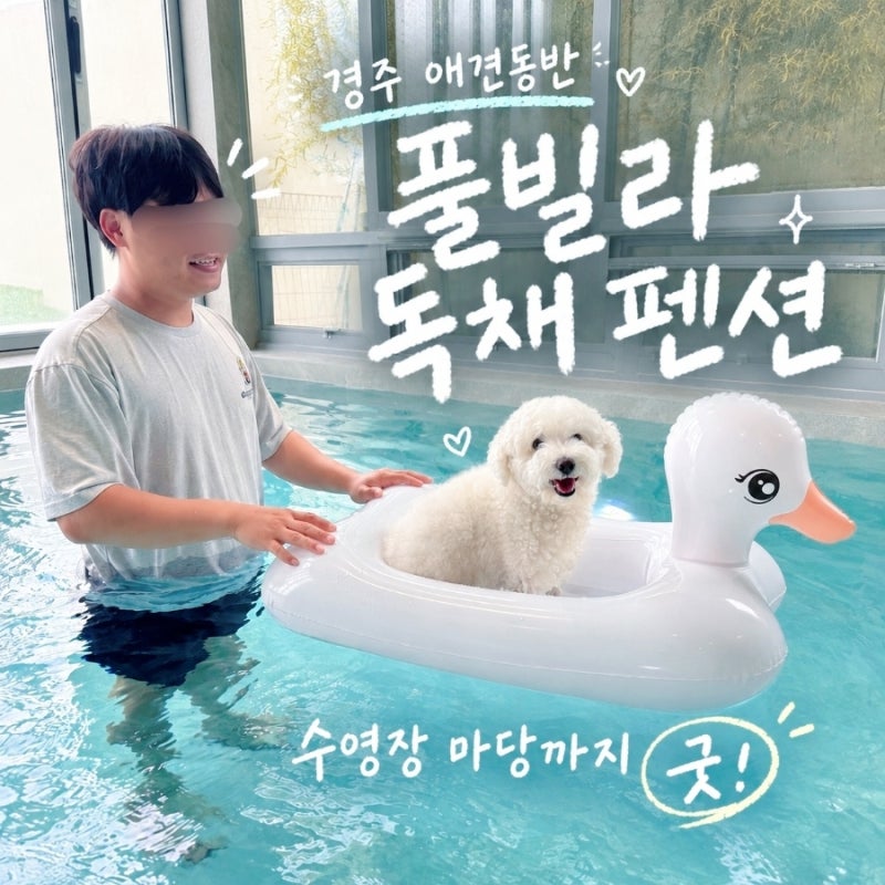 경주 애견동반 프리미엄 풀빌라 독채 펜션 여행 강아지 수영장 마당까지 GOOD