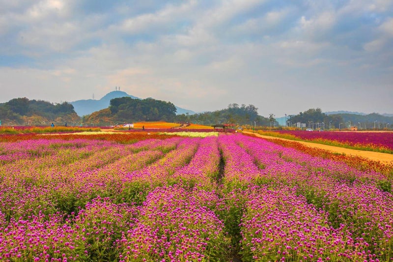 2026 양주 나리공원 천일홍축제