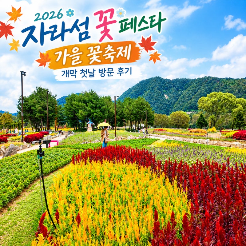 자라섬 꽃 페스타 2026 가을 꽃 축제 개막 첫날 방문 후기: 100만 송이 꽃 정원부터 가평 가볼 ....