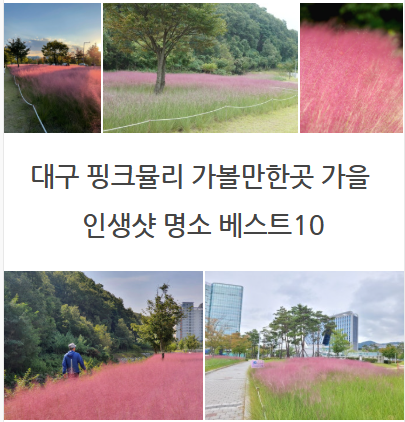 대구 핑크뮬리 가볼만한곳 가을 인생샷 명소 베스트10 드라이브 코스 및 숨은 나들이길 완벽....