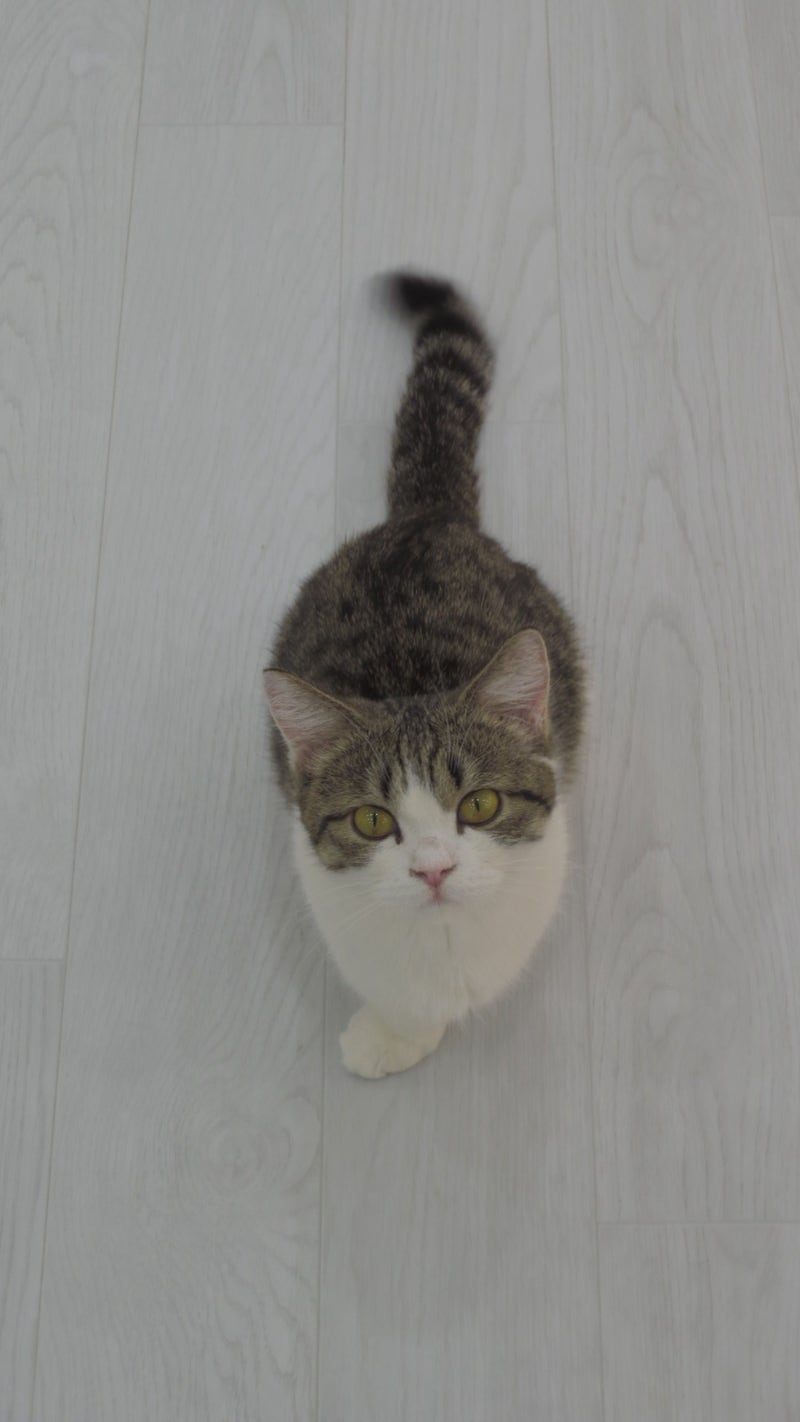 ⊰경기 일산⊱ 캣플헤븐 일산 탄현점 • 일산 고양이 카페 • 파주 고양이 카페