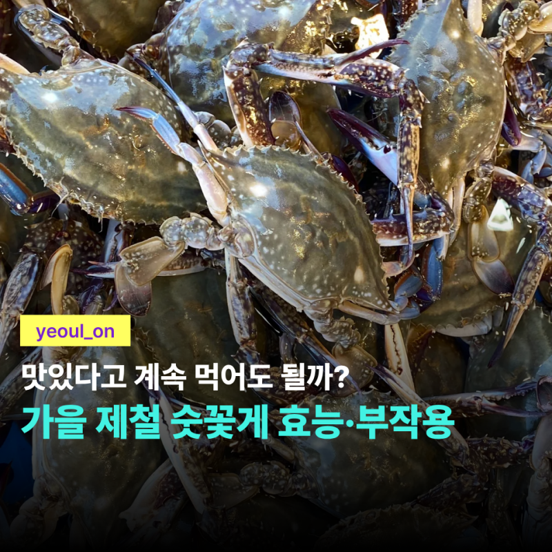 숫꽃게 제철이라 맛있다고 계속 먹었는데… 많이 먹으면 안 좋을까? 효능·부작용 알아봤어....