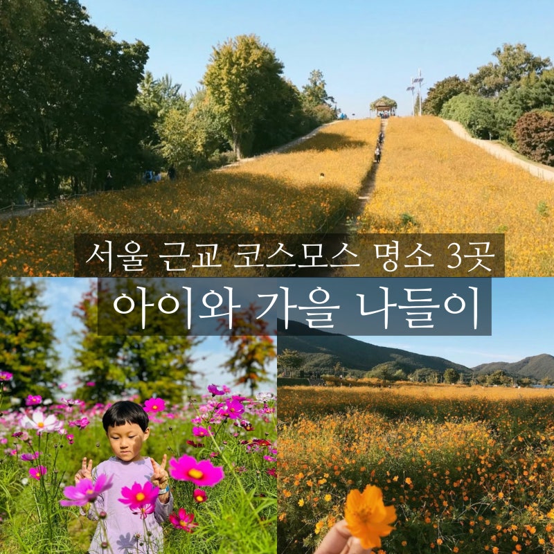 서울 근교 코스모스 명소 3곳, 아이와 가기 좋은 가을 나들이 추천
