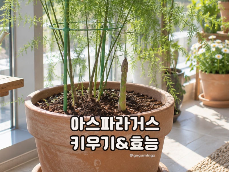 집에서 아스파라거스 키우기 방법과 효능
