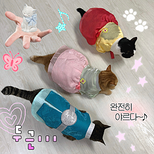 다이소 | 반려동물 한복 후기 | 고양이 한복 후기 | 추석맞이 깔롱지기기 | 내돈내산 ₍^˶⦁༝....
