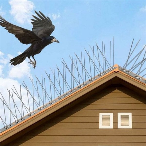 옥상 비둘기 배설물 스트레스 촘촘한 조류 퇴치 스파이크 12세트로 해결한 후기