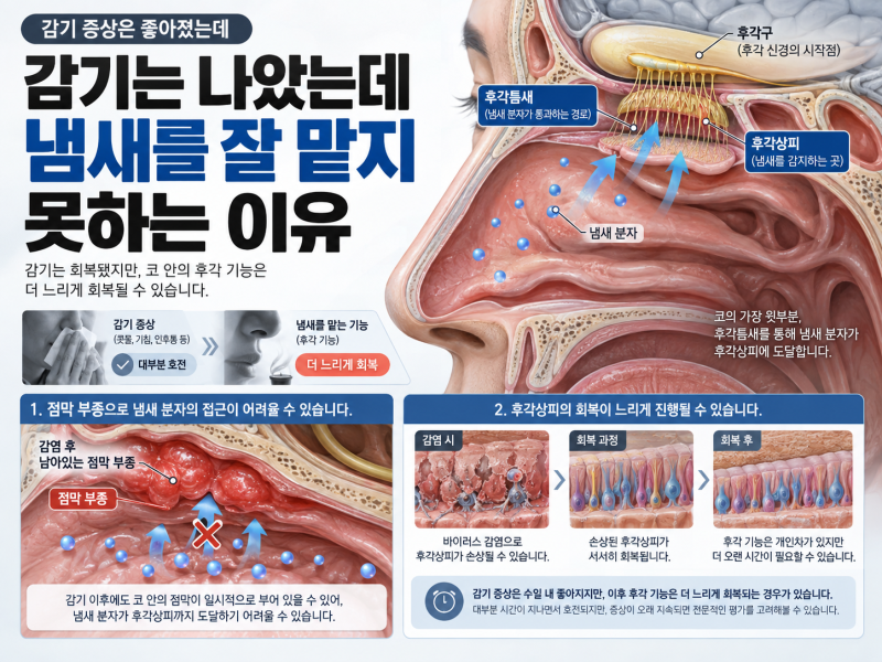감기는 나았는데 냄새를 잘 맡지 못하는 이유