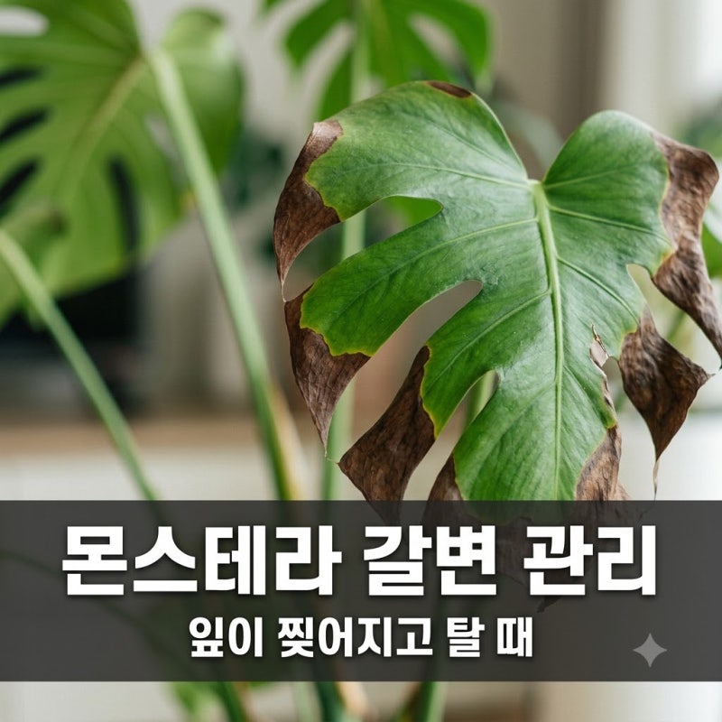 몬스테라 잎 갈변 관리법: 잎 끝이 마르고 찢어질 때 해결 방법