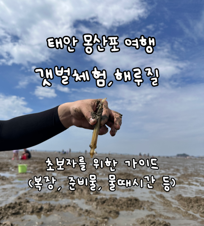 [태안여행] 몽사포 갯벌체험, 해루질 준비물, 물때시간, 복장, 맛조개 잡는 팁 , 해감법 공유