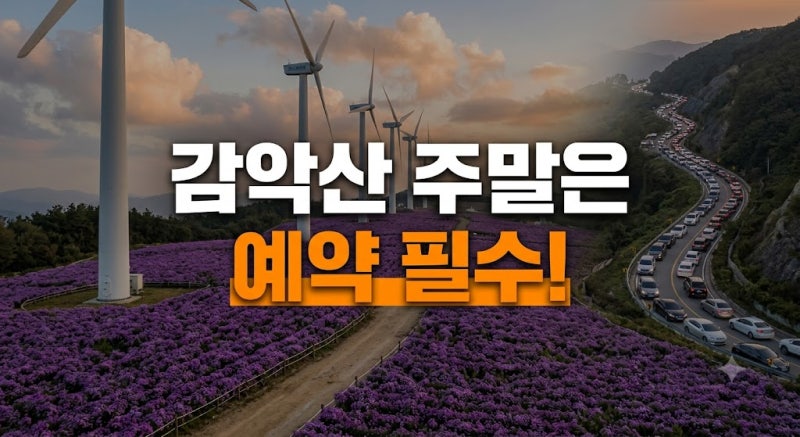 거창 감악산 아스타 국화 축제 2026 총정리: 정상 차량 예약 사이트와 대중교통 꿀팁