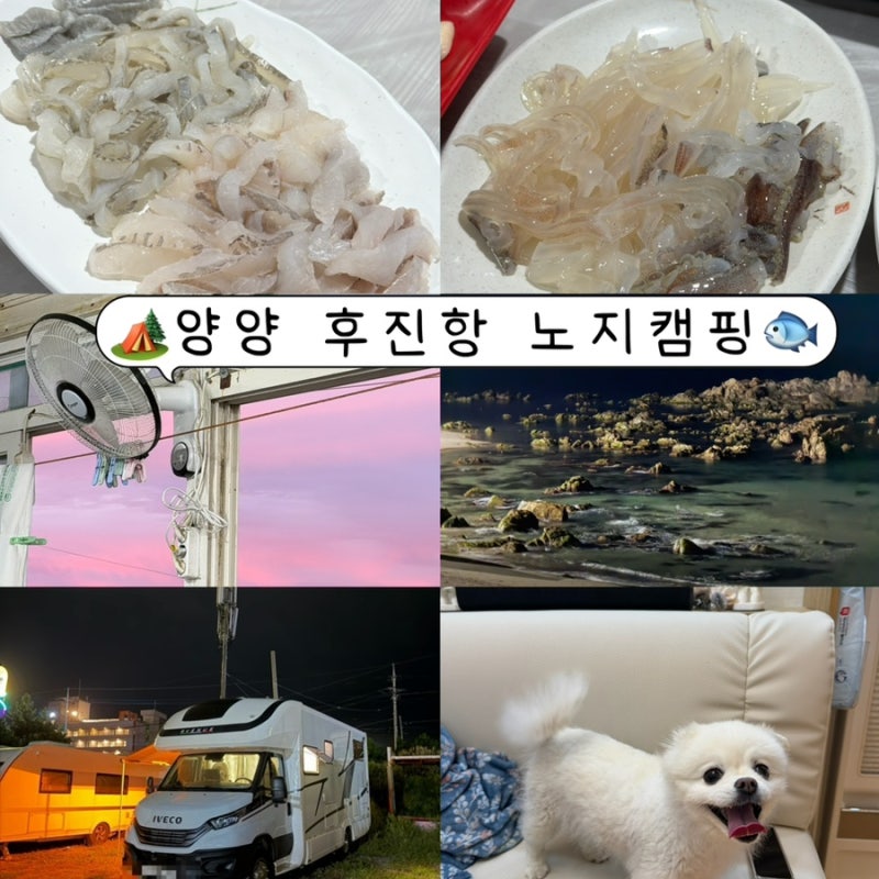 강원도 양양 후진항 무료 노지캠핑 후기｜바다 바로 앞에서 캠핑하고 온 날 • 놀거리 추천