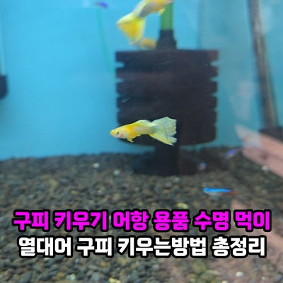 구피 키우기 어항 용품과 수명 먹이 물갈이 물온도, 열대어 구피 키우는방법 총정리