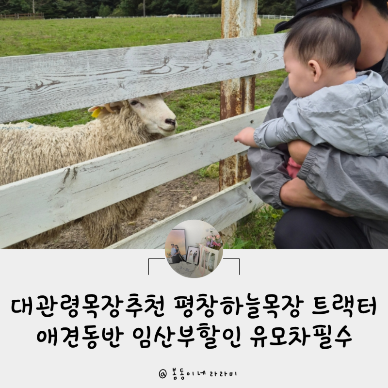 대관령목장추천 평창하늘목장 트랙터 애견동반 임산부할인 유모차필수
