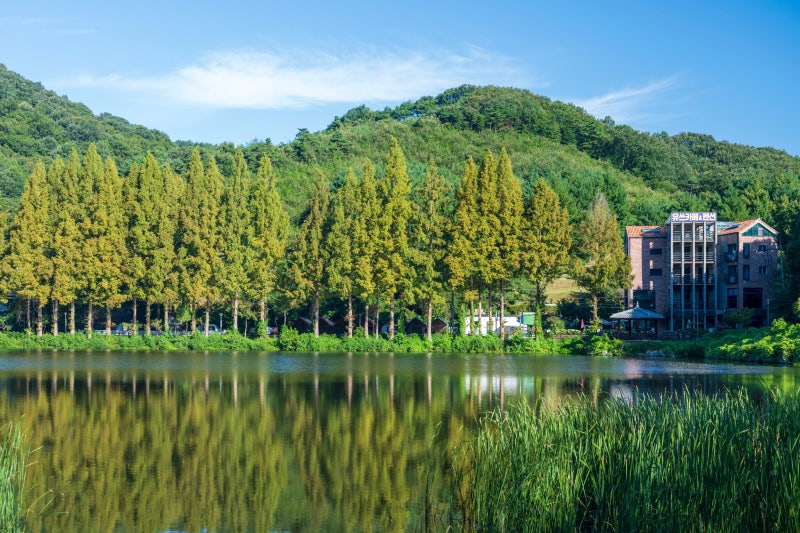 충남 계룡 여행 가볼만한곳 입암저수지 메타세쿼이아 수변 산책길 인생사진 명소