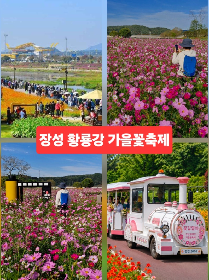 장성 가볼만한곳 장성 황룡강 생태공원 가을꽃축제