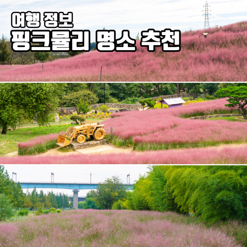 핑크뮬리 명소 추천 개화시기 9월 10월 가볼만한곳