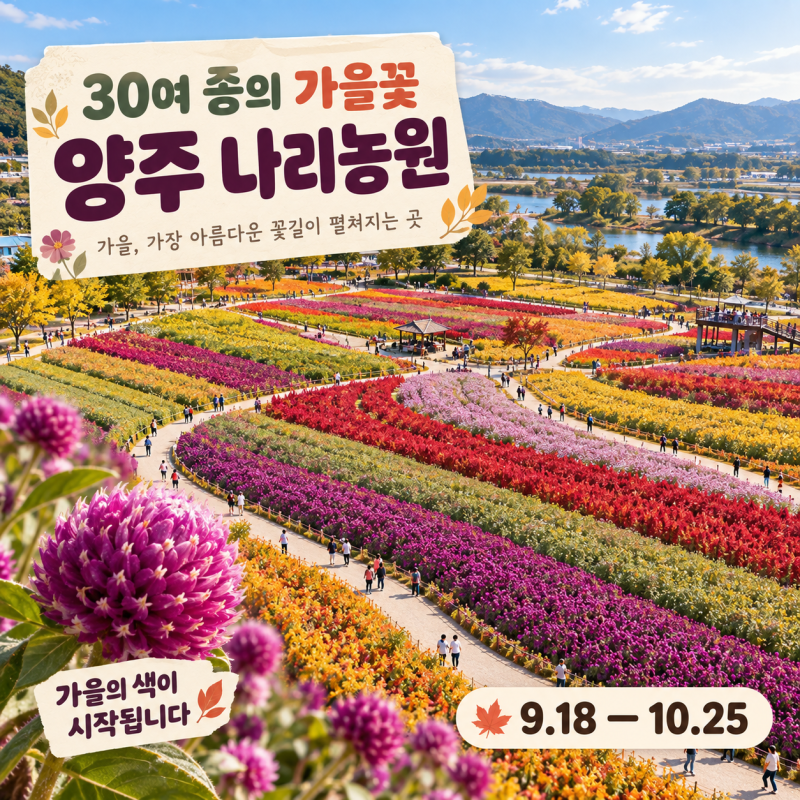 양주 나리농원 가을개장 언제? 입장료 환급·천일홍 페스타 총정리