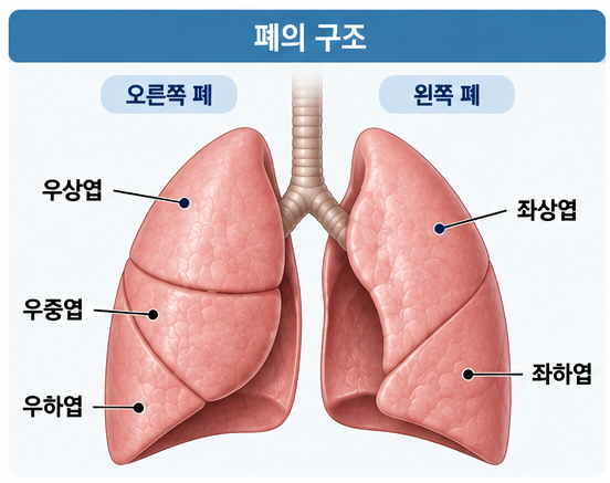 [폐암 이야기 4] 폐암 수술, 폐를 얼마나 떼어내나요? - 쐐기절제술·구역절제술·폐엽절제술....