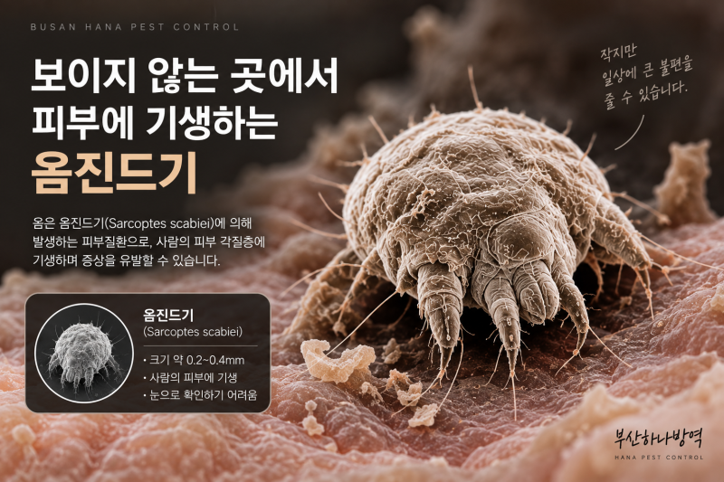 부산 옴진드기 방역 약을 사용했는데도 증상이 계속되는 이유