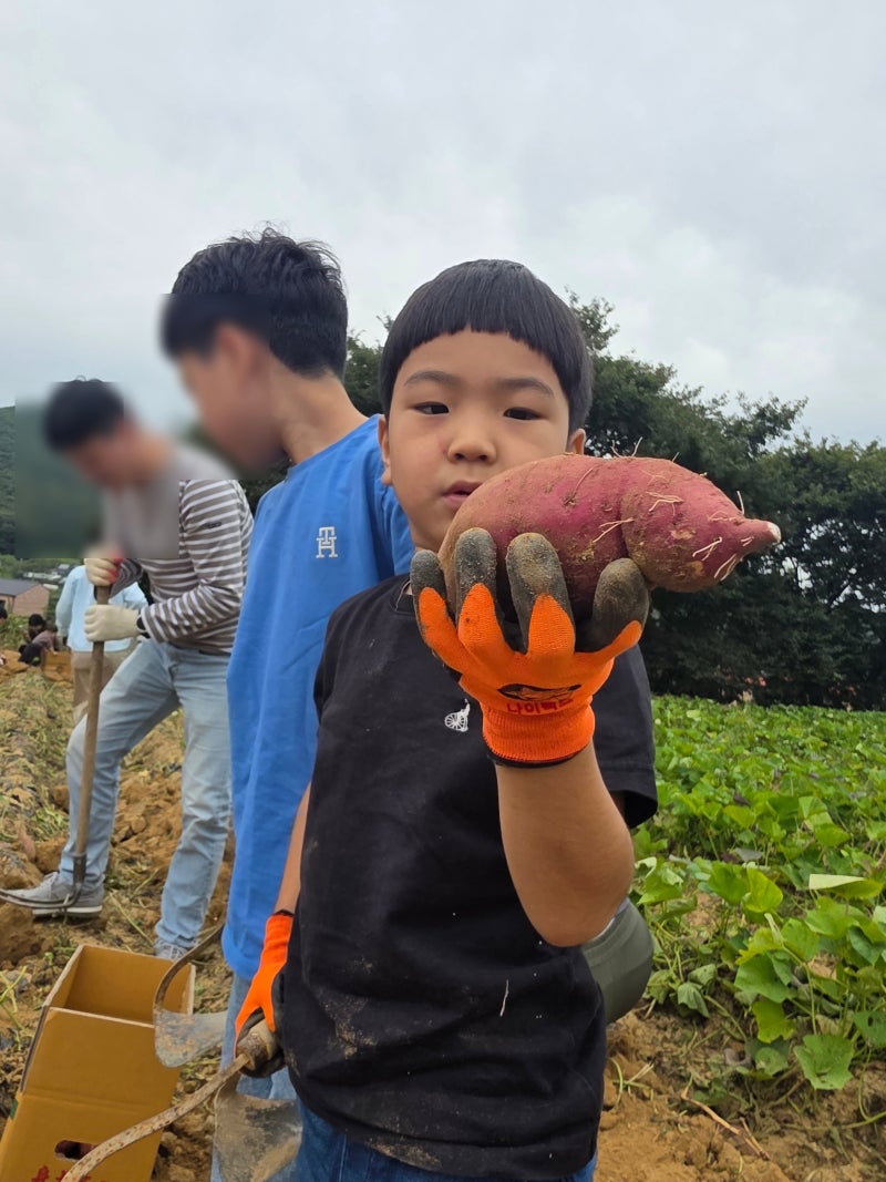 [강화 연화농원] 아이와 함께한 강화도 밤줍기체험, 고구마캐기 체험 후기