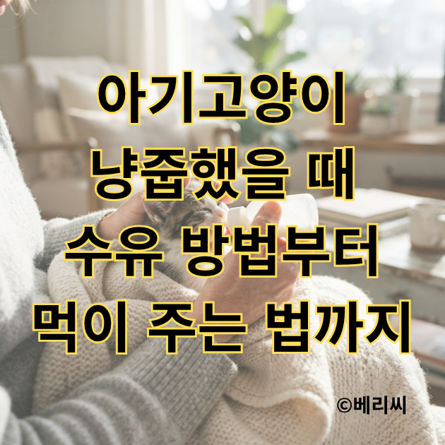 아기고양이 냥줍했을 때 수유 방법부터 먹이 주는 법까지