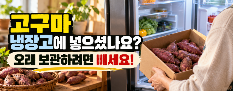 고구마 보관법, 냉장고에 넣으면 안 되는 이유! 오래 보관하려면 온도가 중요합니다