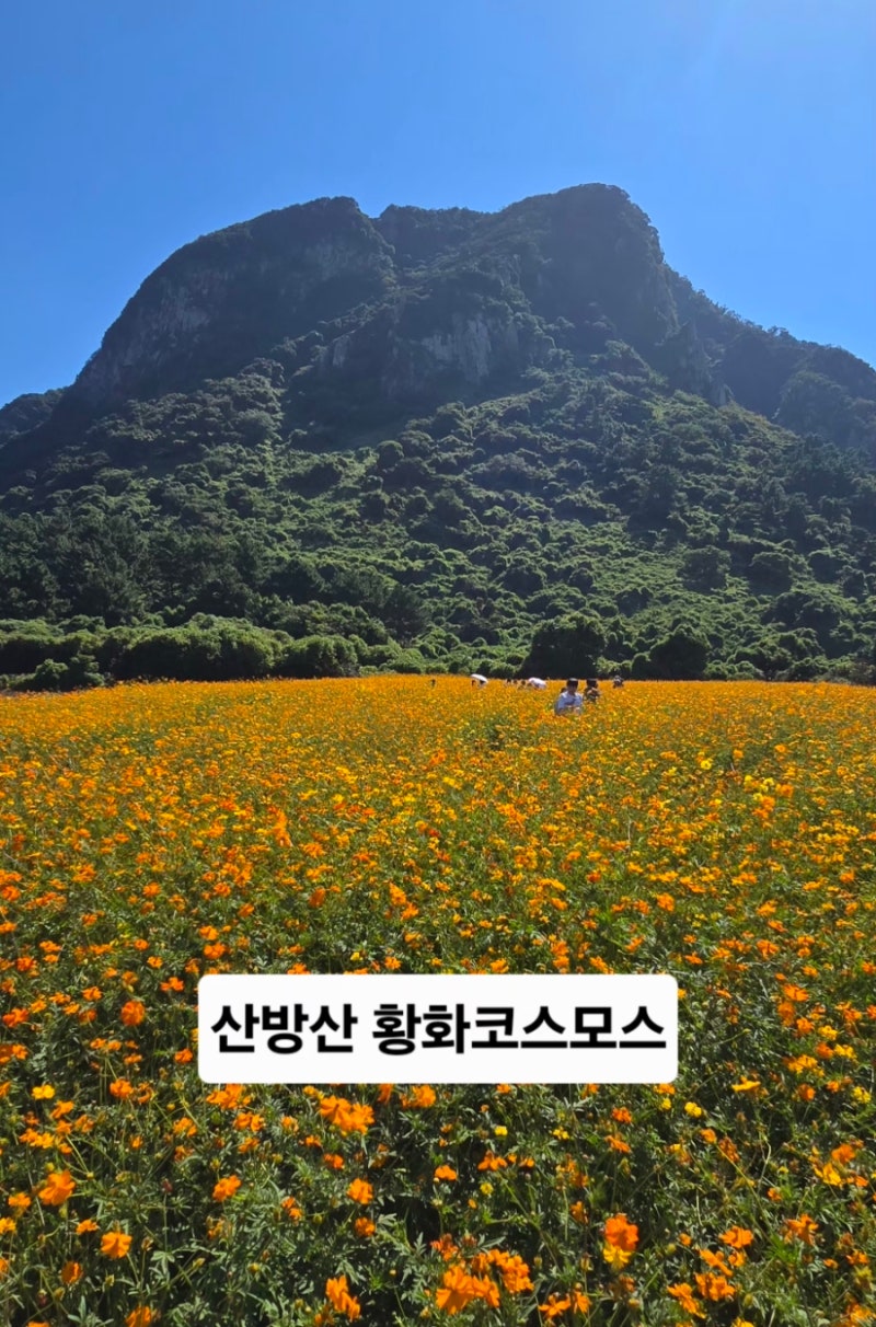 제주 서쪽 황화코스모스 명소 2곳 비교, 제주당ㆍ산방산 직접 다녀온 후기