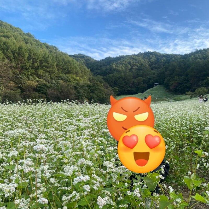[청주 대전근교 가볼 만한 곳], 하얀 메밀꽃이 가득한 추정리 메밀밭