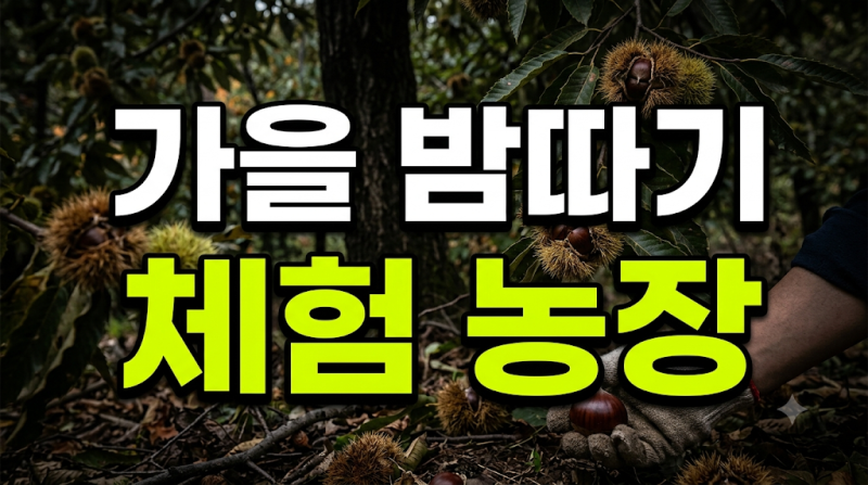 서울 근교 경기도 가을 밤따기 체험 농장 예약 방법과 필수 준비물 체크리스트