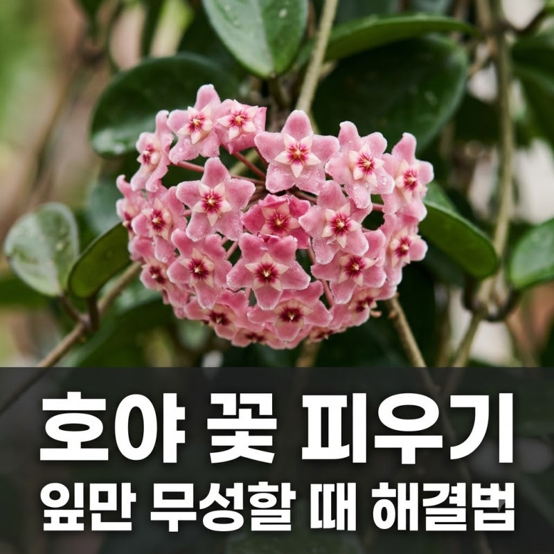 호야 꽃 피우기 관리법, 잎만 무성하다면 이렇게 바꿔보세요