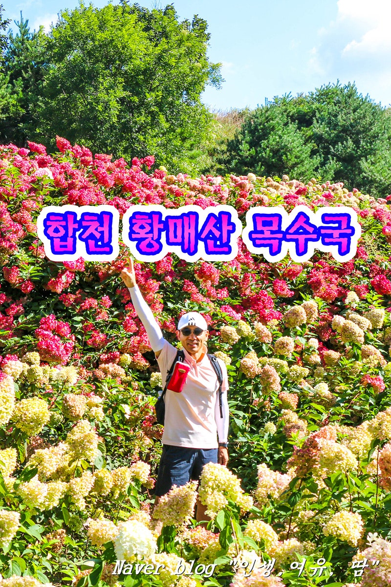 합천 황매산 목수국, 억새 개화시기, 개화상태