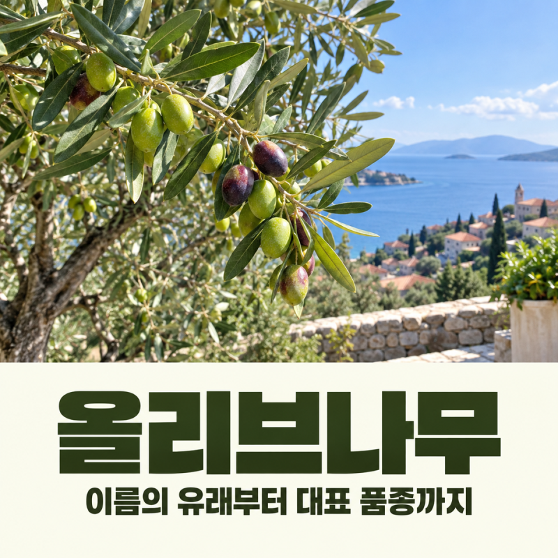 올리브나무 종류 6가지와 원산지·실내 키우기 핵심 정리
