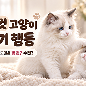수컷 암컷고양이 발정기 행동과 싸움, 고양이 사랑의 주도권은 누가 갖고 있을까?